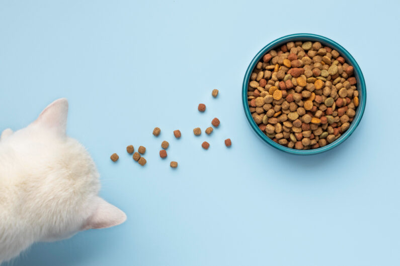 Indulge Your Cat’s Cravings