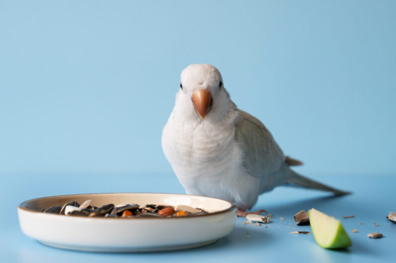 Nourish Your Feathered Friend