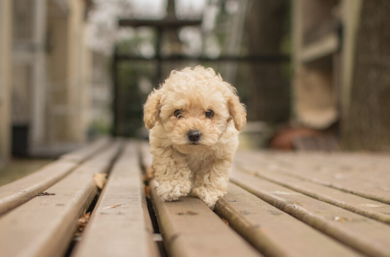 Poodle Puppies Available